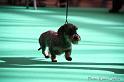 Crufts2011_2 678